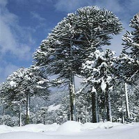 Pehuen-Wald (Araukarienwald) im Winter in
                      Chile, mit Pinienkernen fr den Winter