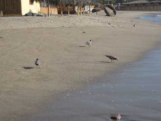 Playa Laucho, gaviotas en la playa
                                (01)