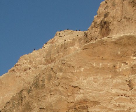 Cerro Morro, los pjaros, primer plano