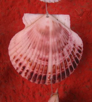 Eine Meermuschelschale am Mobile,
                            Nahaufnahme