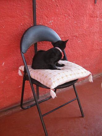 Die
                            Keramikwerkstatt: eine Katze auf dem Stuhl
                            01