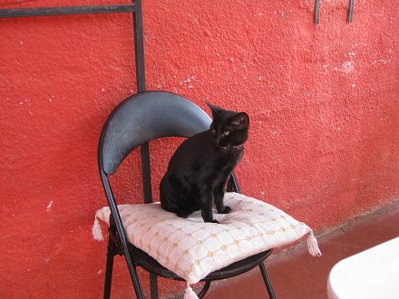 Die
                            Keramikwerkstatt: eine Katze auf dem Stuhl
                            02