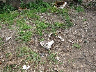 Ein Tierknochen auf dem Feldweg