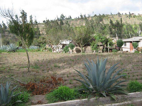 Cabuya y una granja con un
                                  sembrado