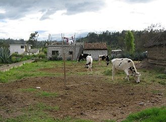 Vacas negras y blancas al poste