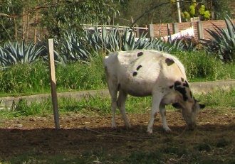 Weisse Kuh am Pflock, Nahaufnahme