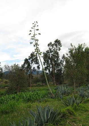 Cabuya (Furcraea andina) mit Stielblte
                          oder Stammblte