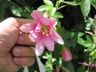 Arbusto "taxo"
                                    (quechua: taugsu), flor, primer
                                    plano