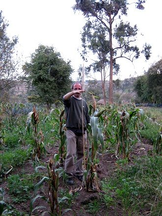 Michael en el campo de maz daado con el palo (03)
              cerca de una planta de maz bien desarrollada