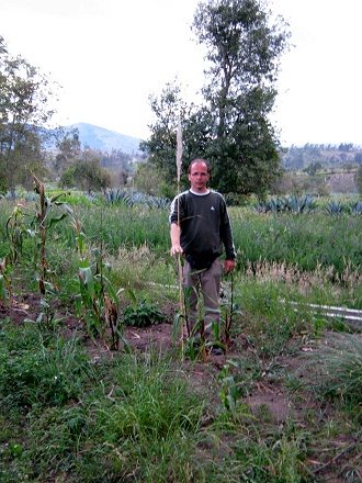 Michael en el campo de maz daado con el
                          palo (05) cerca de una planta de maz pequea
                          y subdesarrollada