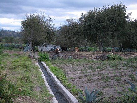 Granja pequea con sistema de canales,
                          vacas y burro al poste