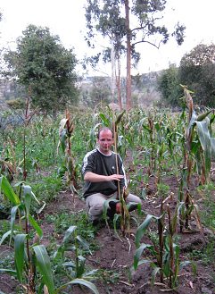 Michael im geschdigten
                                            Maisfeld mit Chispa-Halm
                                            (04), bei einer kleinen,
                                            unentwickelten Maispflanze