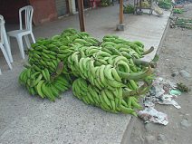Machala, Bananenstauden auf dem Trottoir,
                          in der Welthauptstadt der Banane