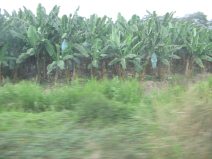 Panamericana in Sd-Ecuador zwischen
                          Huaquillas und Guayaquil, Bananenplantage
                          (01)