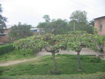 Panamericana in Sd-Ecuador zwischen
                          Huaquillas und Guayaquil, Dorfdurchfahrt,
                          Baumgruppe