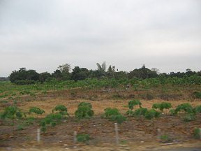 Duran-Machala: Feld am Kreuzungsbereich bei
                        der Siedlung "General Pedro Montero"
                        (Kreuzung der Nationalstrassen Nr. 70 und 25)