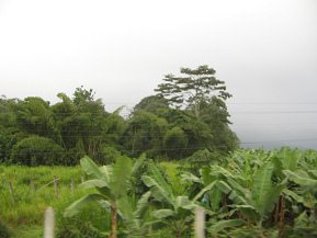 Naranjal-Machala, Bananenplantage mit
                        Wldchen im Hintergrund