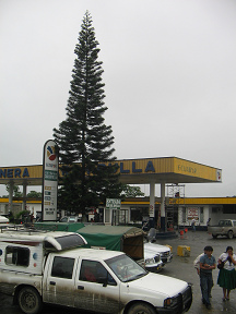 Naranjal-Machala, Ortsdurchfahrt,
                        Tankstelle mit Zypresse