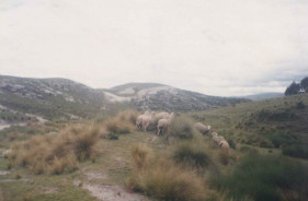 Flock of
                      sheep