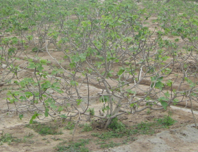 Chilca, culturas de higos 03, con hojas