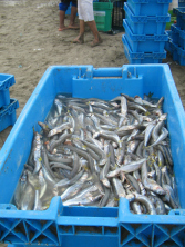Chilca, sardinas de los pescadores, vista
                          de cerca