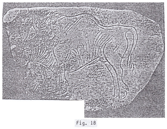 El bisonte grabado por el hombre de
                Cromagnon, Francia