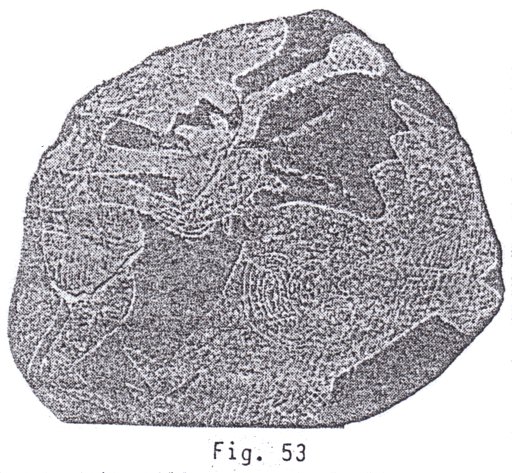 Fig.
                              53: Irrigacin del corazn