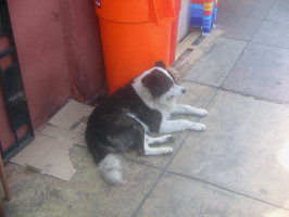 Surquillo, Jiron Colina, ein Hund liegt
                          vor einem Laden
