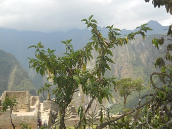 Jardn botnico en Machu Picchu, arbusto con
                    montaas, lamentablemente no hay etiquetas
