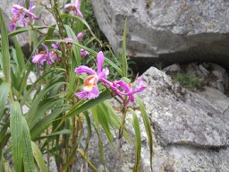 Cantera de Machu Picchu: flores en el caos de
                    piedras, primer plano 01