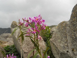 Cantera de Machu Picchu: flores en el caos de
                    piedras con cielo