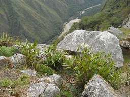 Cantera de Machu Picchu: hierbas con piedras
