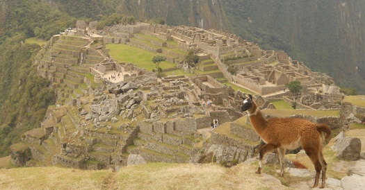 Vicua con Machu Picchu, primer plano