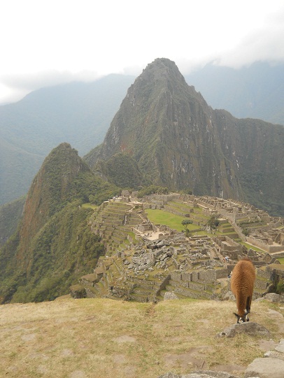 Vicua con Machu Picchu (miradores Huchuypicchu
                    y Huaynapicchu, cantera grande, templos, pirmide
                    del sol, zona de la piedra sagrada, casitas de obra,
                    plaza central, templo de espejos o morteros, muros
                    grandes, prisin en forma de un guila)