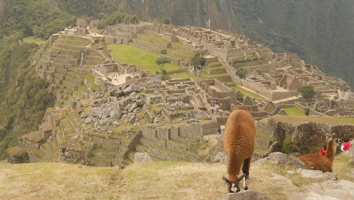 Vicuas con Machu Picchu 07