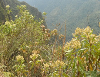 Camino al mirador Huaynapicchu, hierbas con
                    vista