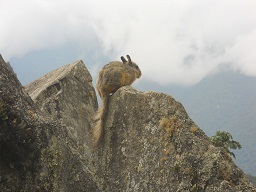 Der grosse Steinbruch von Machu Picchu: Ein Wiesel auf der Steinspitze der geschnittenen Gigasteine