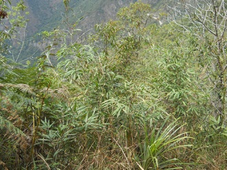 Wanderweg zum Hausberg Huaynapicchu, Pflanzen
                    und Kruter