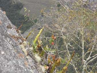Berggipfel Huaynapicchu mit geschnittenen Gigasteinen, ein Strauch, Nahaufnahme