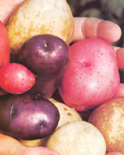 Papas (patatas) en colores
                                    diversos del Per