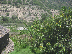 Plataneros en un jardn cerca
                                    del Ro Pampas