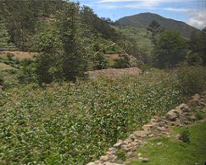 Valle con campo de maz con
                                rboles cerca de Ocros, 11:44 horas