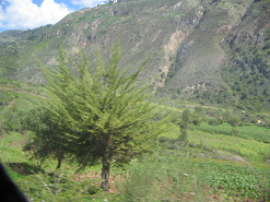 Ciruelo y campos en el valle Pampas
