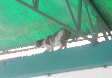 Katze im Terminal (02),
                                  Nahaufnahme