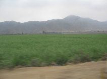 Panamericana Norte, llanura de
                        Barranca-Paramonga, campo con cerros del
                        desierto (05)