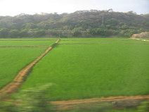 Panamericana in Nord-Peru zwischen Mancora
                        und Tumbes, Reisfelder (01)