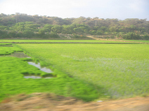 Panamericana in Nord-Peru zwischen Mancora
                        und Tumbes, Reisfelder (03)