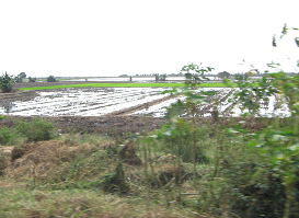 Reisfelder bei Tumbes (05)