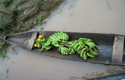 Bananenstauden im Boot