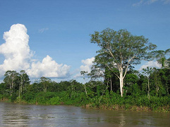 Ufer des
                Amazonas 01